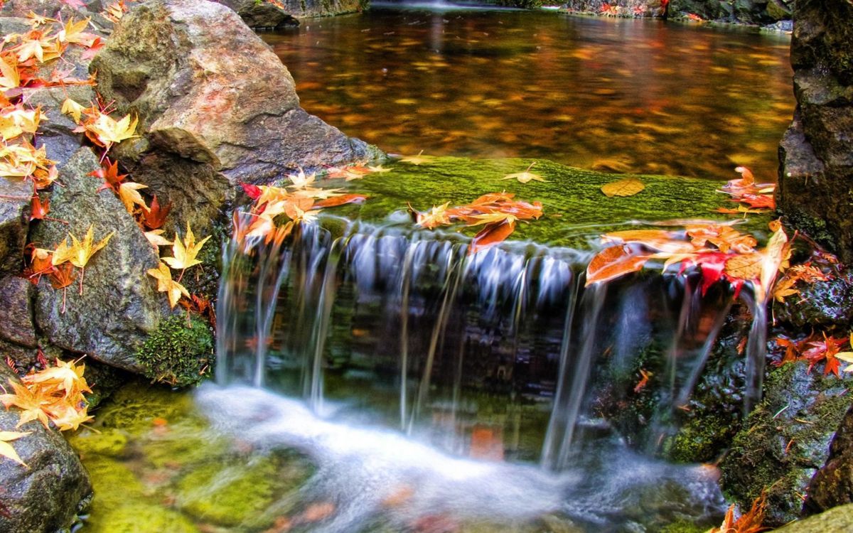 L'eau Tombe Avec Des Feuilles D'oranger au Sol. Wallpaper in 2560x1600 Resolution