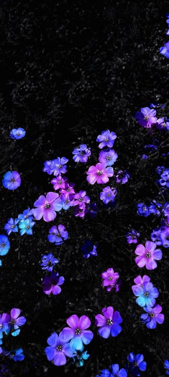 菌群, 紫色的, 紫罗兰色, 地被, 显花植物 壁纸 1080x2400 允许