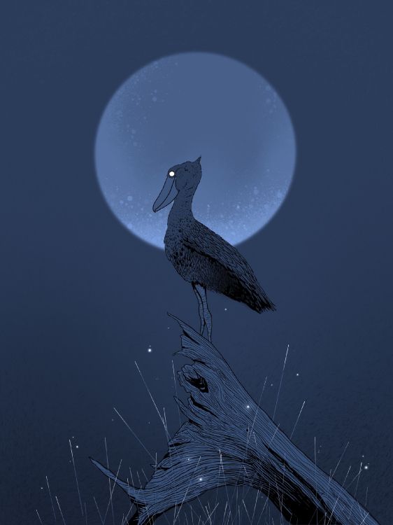 Schwarz-Weiß-Vogelillustration. Wallpaper in 1920x2561 Resolution