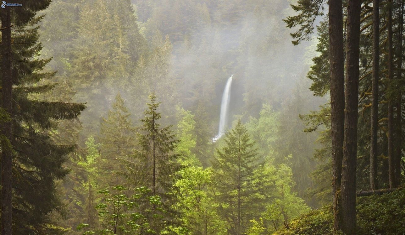 green trees under white sky during daytime