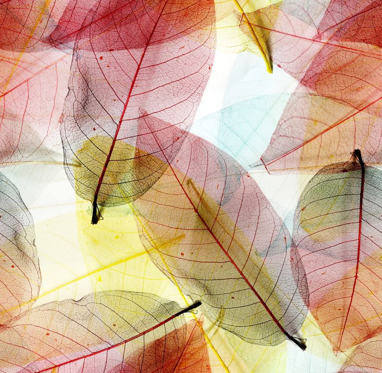 red and yellow leaves illustration