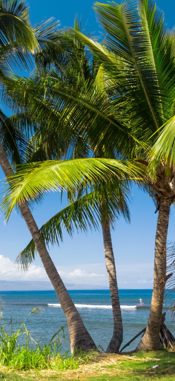 Image green palm tree near body of water during daytime