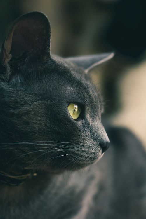 Black Cat With Yellow Eyes. Wallpaper in 3456x5184 Resolution