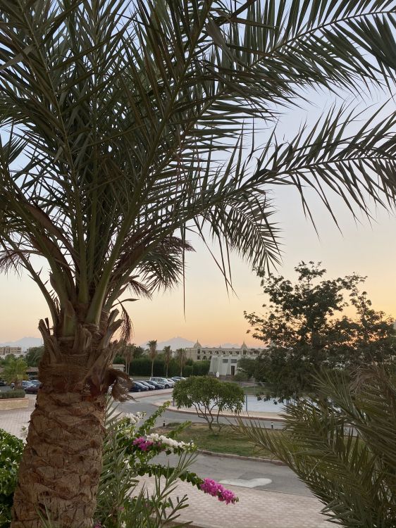 la Vegetación, Palmas de Aceite, Babasú, Planta Leñosa, Arbusto. Wallpaper in 1536x2048 Resolution