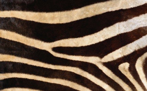 Image black and white zebra textile