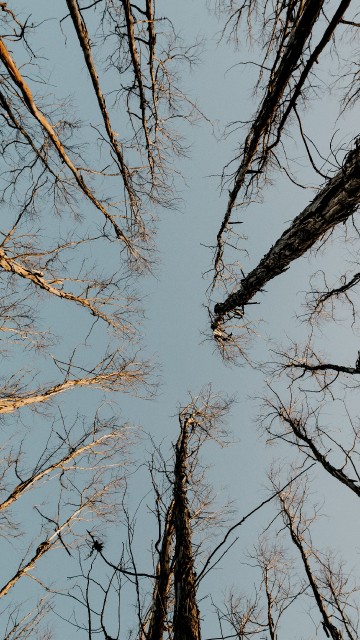 Image hardwood, twig, plant, wood, gun barrel
