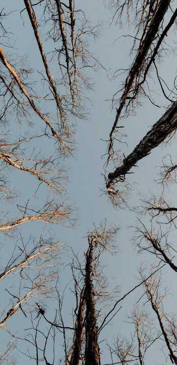 Image hardwood, twig, plant, wood, gun barrel