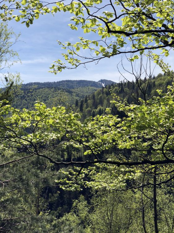 la Vegetación, Naturaleza, Sucursal, Entorno Natural, la Comunidad Vegetal. Wallpaper in 1536x2048 Resolution