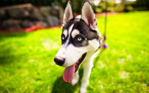 Image black and white siberian husky puppy on green grass during daytime