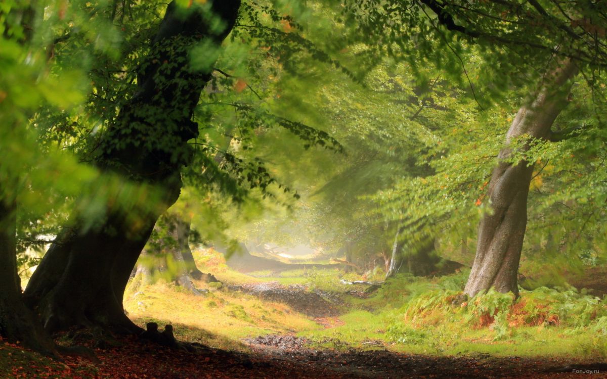 green trees and grass field