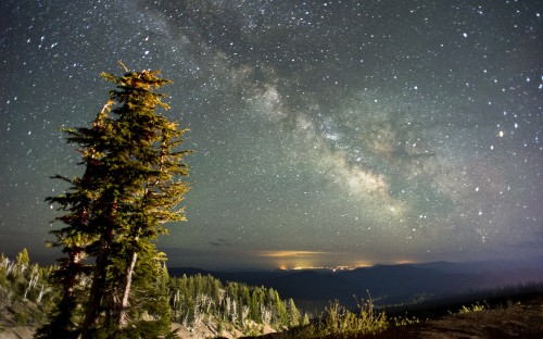 Image green pine tree under starry night