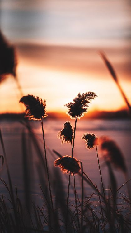 Ignorieren Ist Manchmal Der Beste Weg, Soundcloud, Thailändische Massagemusik, Gut, Meditations-Entspannungsclub. Wallpaper in 1080x1920 Resolution