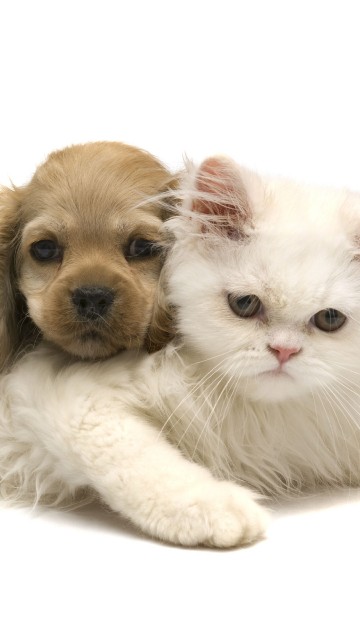 Image white and brown short coated puppy