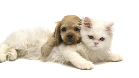 Image white and brown short coated puppy