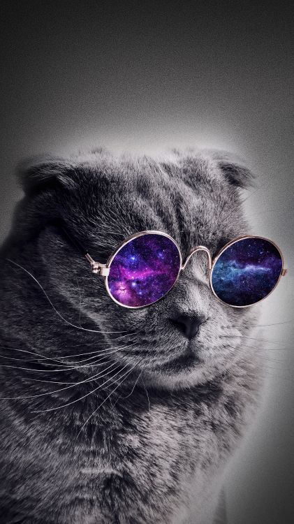 小猫 鼻子 头发 太阳镜 猫科高清壁纸 动物图片 桌面背景和图片