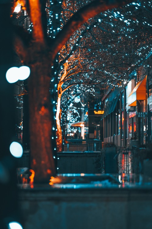 Image brown tree with string lights during night time