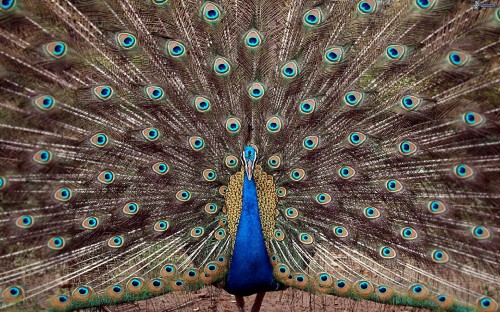 Image blue and green peacock feather