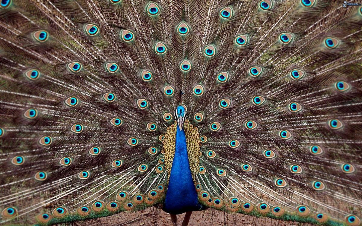 blue and green peacock feather