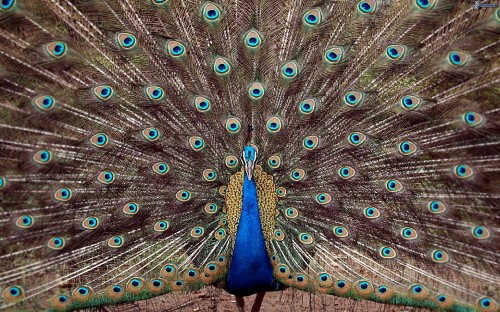 孔雀 印度的孔雀 羽毛 鸟 鸡形目高清壁纸 动物图片 桌面背景和图片