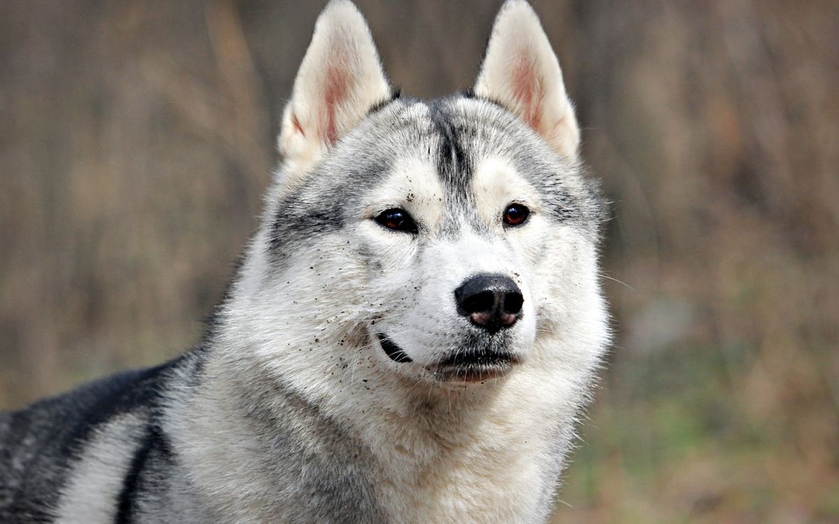 阿拉斯加雪橇犬, 小狗, 品种的狗, 萨哈林赫斯基, Saarloos那只狼狗 壁纸 1920x1200 允许