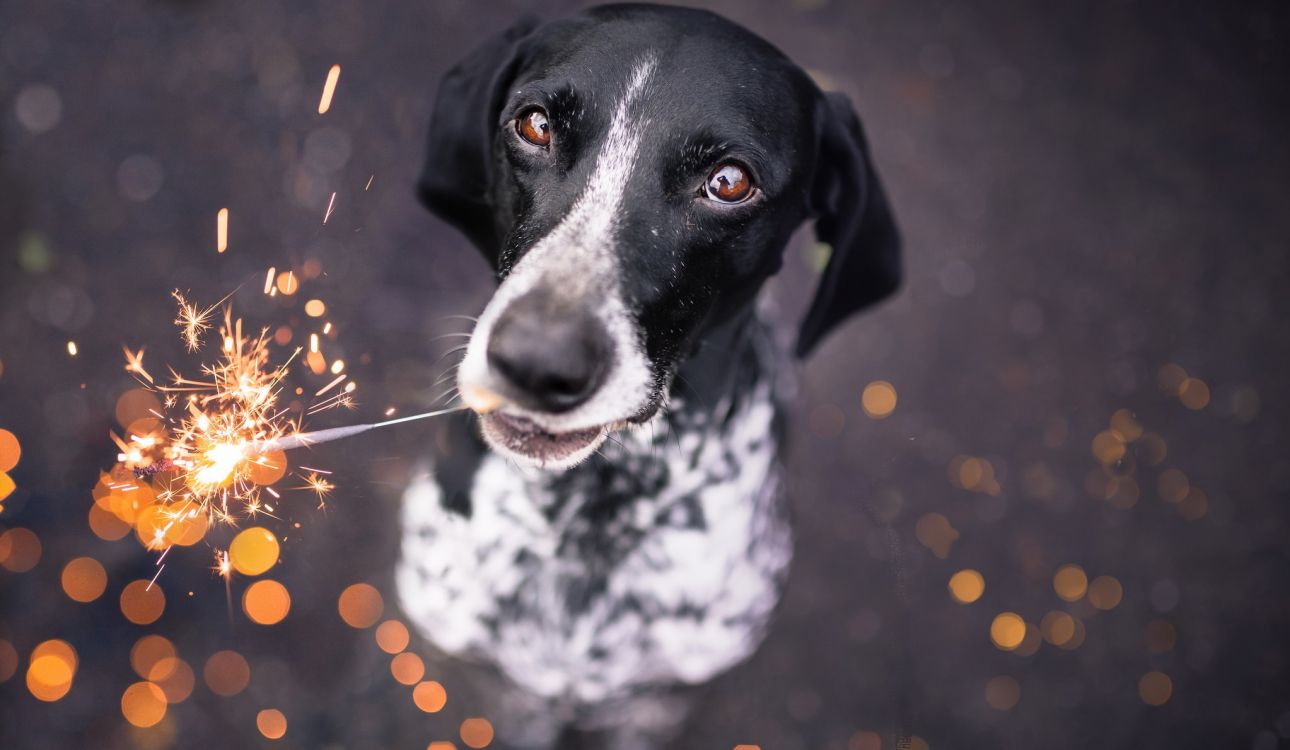 Hund, Hunderasse, Hund Wie Säugetier, Rasse, Jagd. Wallpaper in 2048x1190 Resolution