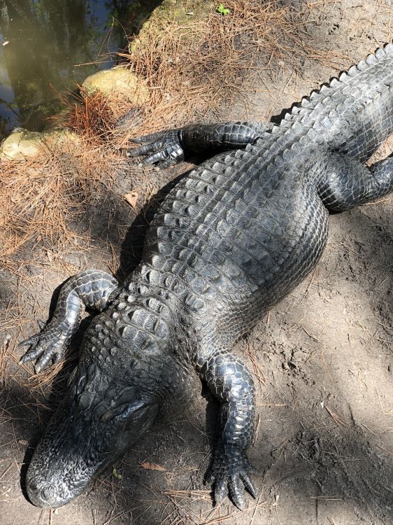 Wallpaper trees pond crocodile art underwater world alligator images  for desktop section животные  download