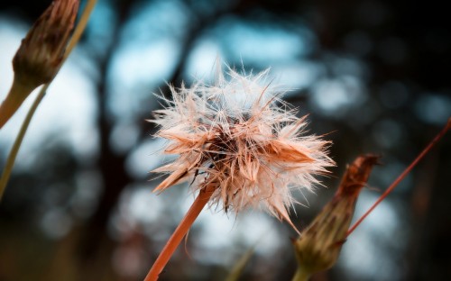 Image white dandelion in close up photography