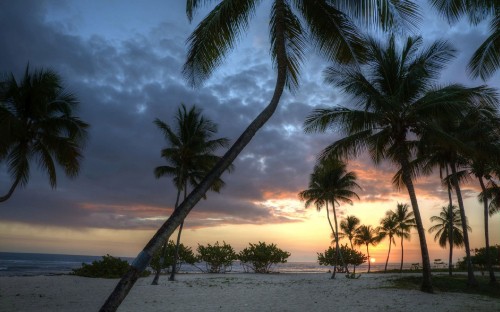 Image palm tree near body of water during sunset