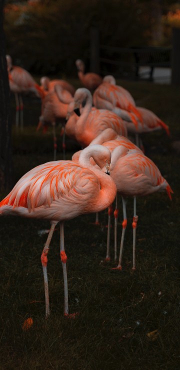 Image pink flamingos on green grass during daytime