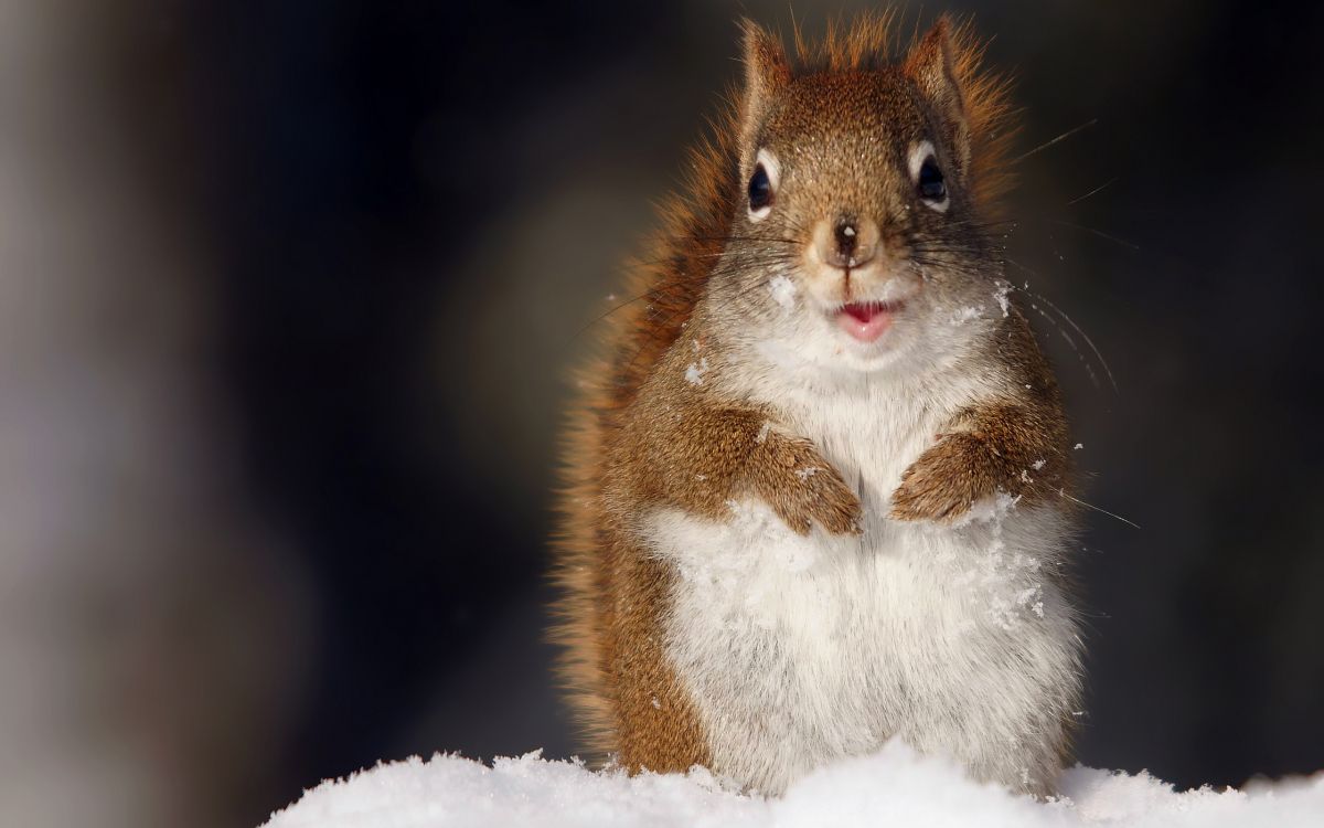 rodent, red squirrel, Grey squirrel, whiskers, fawn