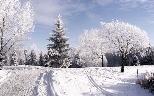 Image snow covered trees under blue sky during daytime