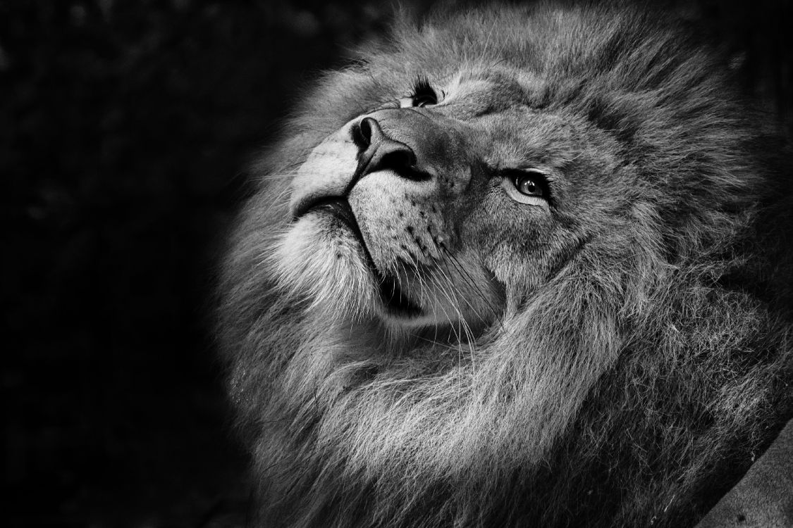 Photo en Niveaux de Gris D'une Tête de Lion. Wallpaper in 3800x2533 Resolution