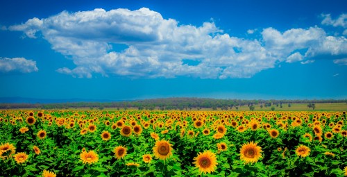 Image sunflower field under blue sky during daytime