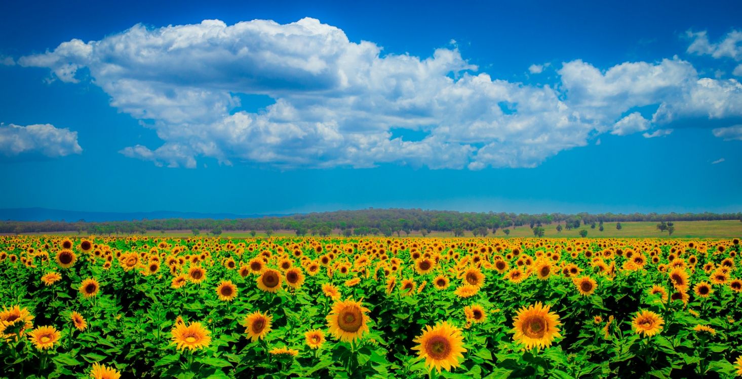 sunflower field under blue sky during daytime