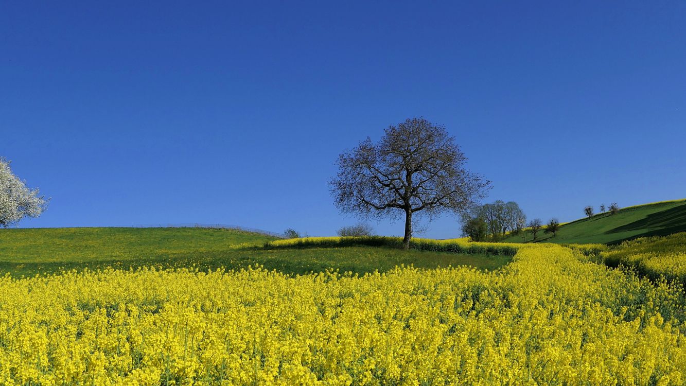 landscape, flower, plant, People in nature, natural landscape