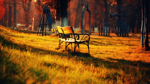 Image brown wooden bench on green grass field near brown trees during daytime