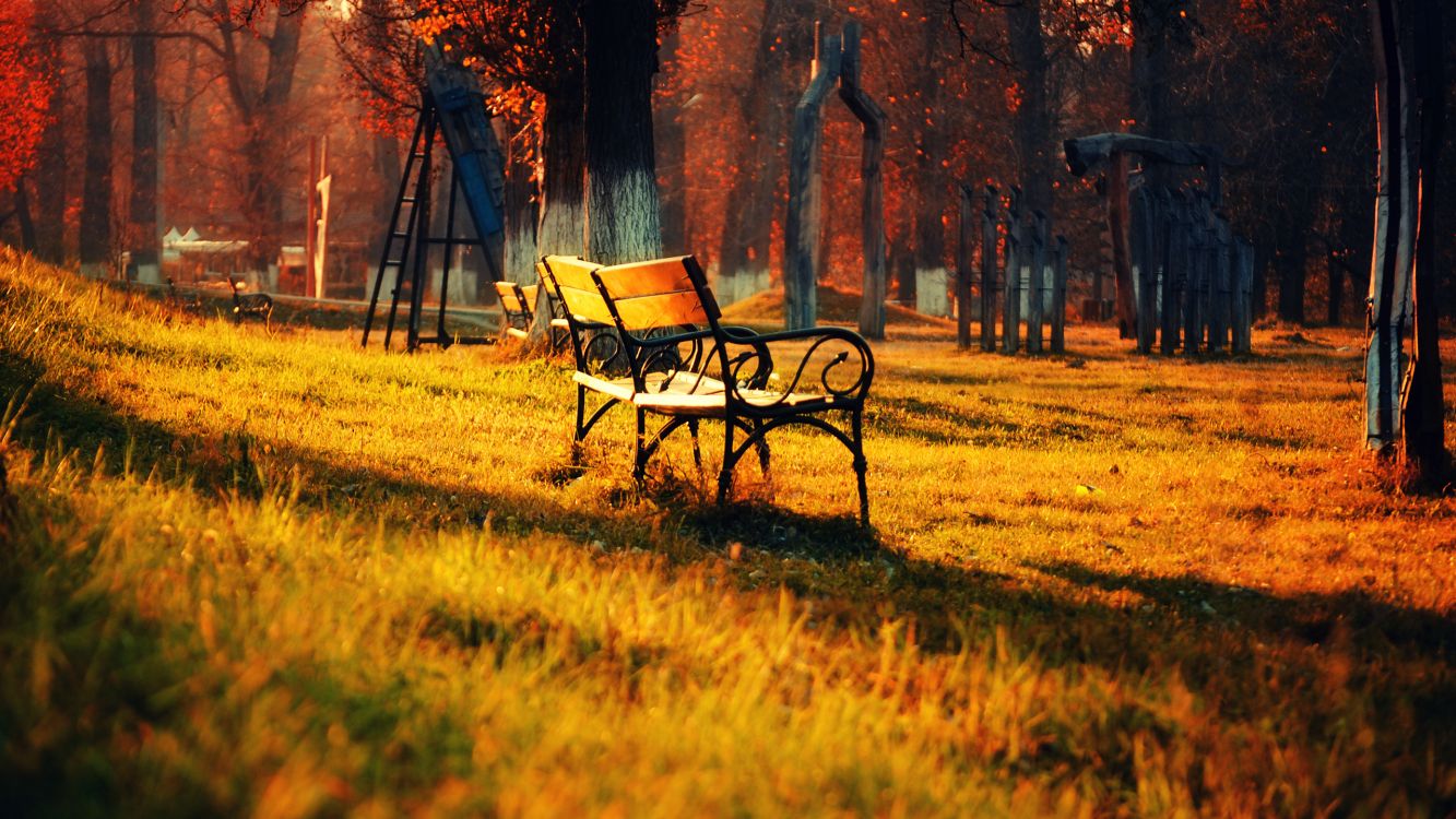 brown wooden bench on green grass field near brown trees during daytime