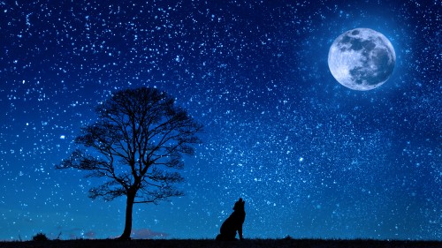 Image silhouette of man standing near bare tree under blue sky during night time