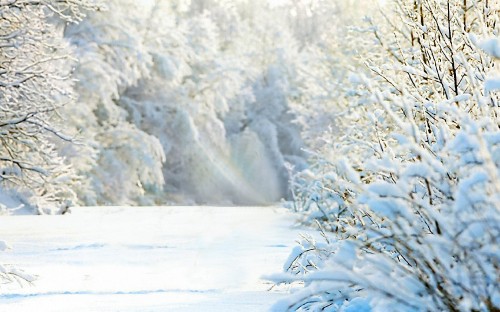 Image snow covered trees during daytime