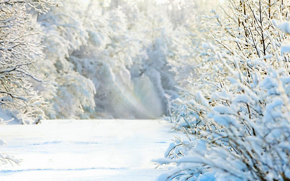Árboles Cubiertos de Nieve Durante el Día. Wallpaper in 2880x1800 Resolution