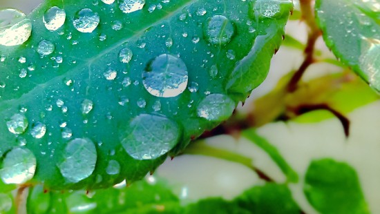 Image leaf, sailfish os, jolla, water, liquid