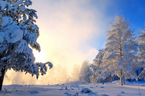 Image snow covered trees during daytime