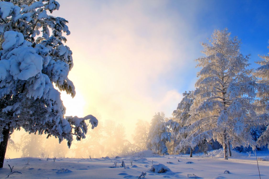 snow covered trees during daytime