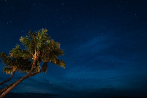 Image green palm tree under blue sky during night time