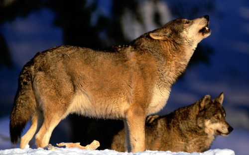 Image brown wolf on brown rock