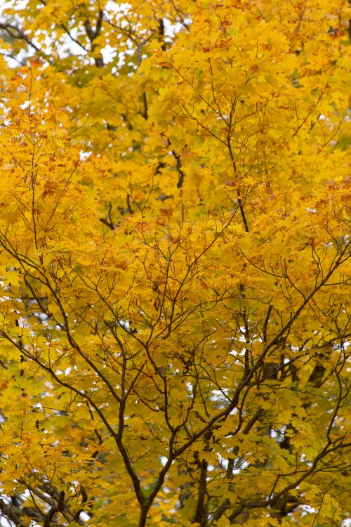 Feuille, Érable, Jaune, Plantes Ligneuses, Feuilles Caduques. Wallpaper in 3648x5472 Resolution