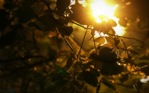 Image yellow and brown light bokeh