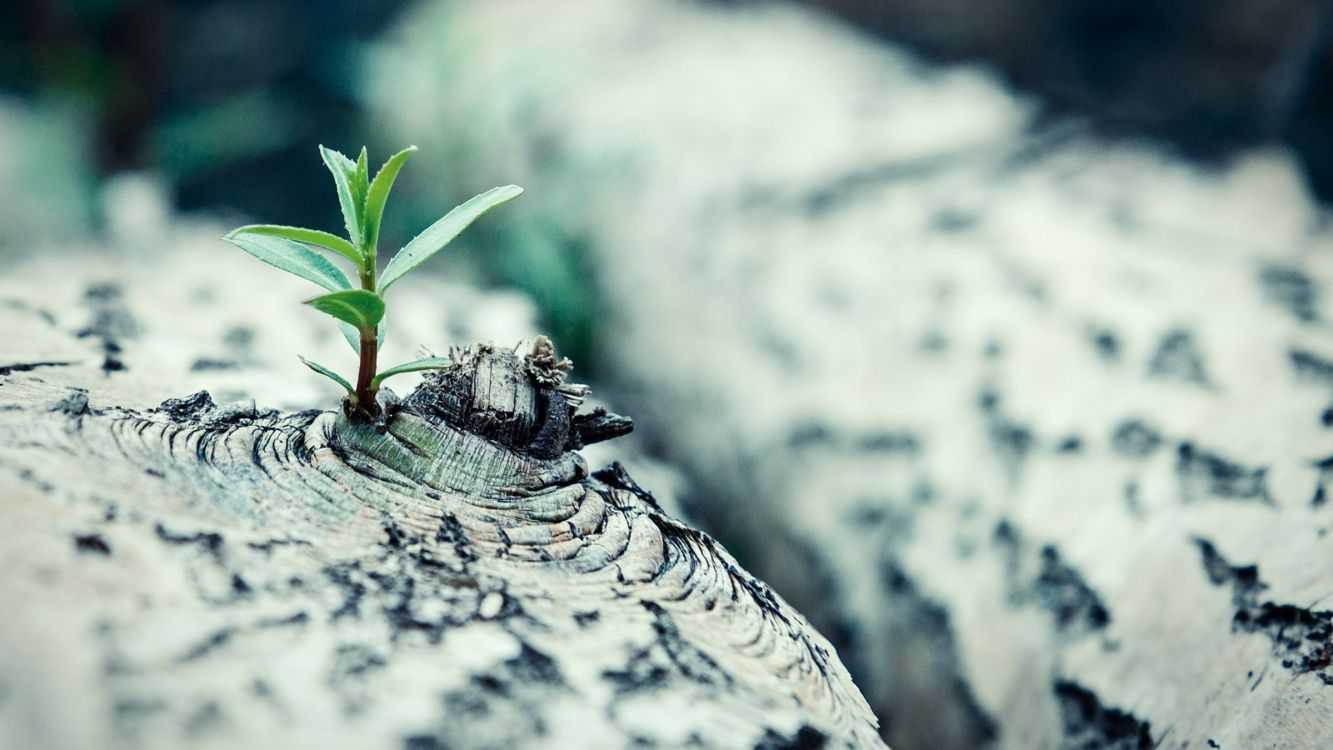 Schwarze Und Braune Biene Auf Grauem Felsen. Wallpaper in 2400x1350 Resolution