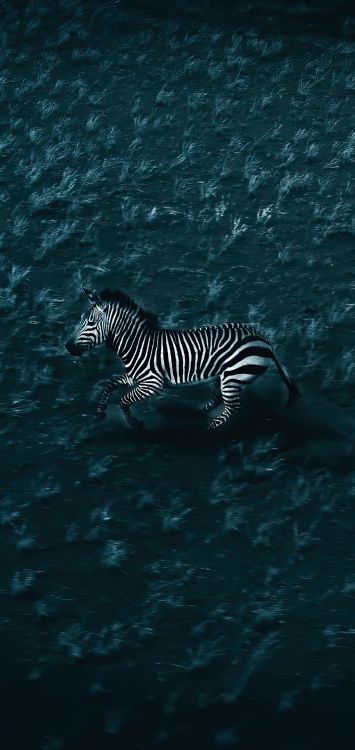 Eau, Zèbre, Liquid, Fluide, Biologie Marine. Wallpaper in 1422x3000 Resolution