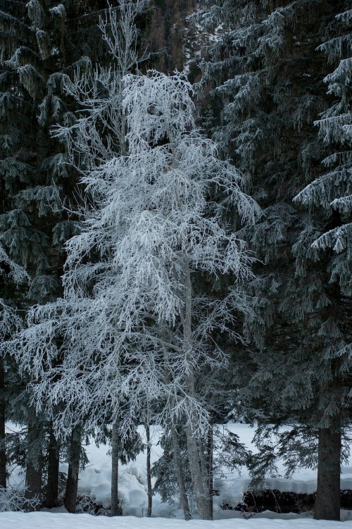 Image snow, winter, hoarfrost, pine, frost